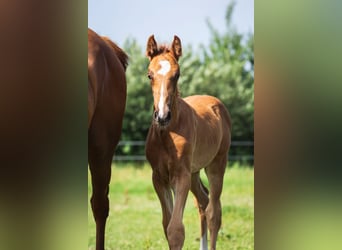 Oldenburg-International (OS), Stallion, Foal (05/2025), 16,3 hh, Chestnut-Red