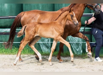 Oldenburg-International (OS), Stallion, Foal (05/2025), 16,3 hh, Chestnut-Red