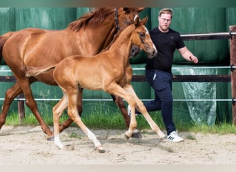 Oldenburg-International (OS), Stallion, Foal (05/2025), 16,3 hh, Chestnut-Red