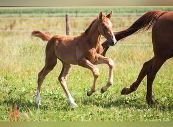 Oldenburg-International (OS), Stallion, Foal (05/2025), 16,3 hh, Chestnut-Red