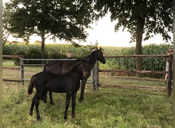 Oldenburg-International (OS), Stallion, Foal (04/2025), 16,3 hh, Smoky-Black