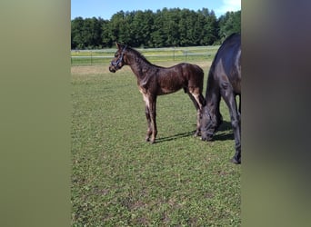 Oldenburg-International (OS), Stallion, , 17 hh, Bay-Dark