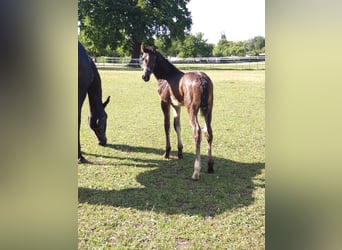 Oldenburg-International (OS), Stallion, , 17 hh, Bay-Dark