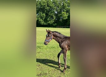 Oldenburg-International (OS), Stallion, , 17 hh, Bay-Dark