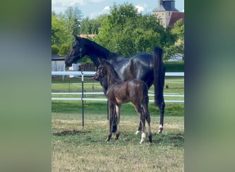 Oldenburg-International (OS), Stallion, , 17 hh, Bay-Dark