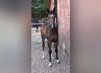 Oldenburg-International (OS), Stallion, Foal (04/2026), 17 hh, Brown