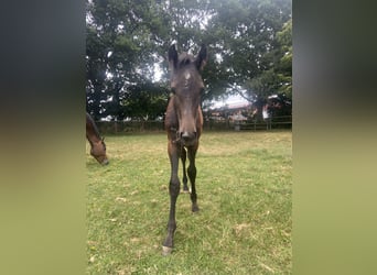 Oldenburg-International (OS), Stallion, Foal (05/2025), 17 hh, Can be white