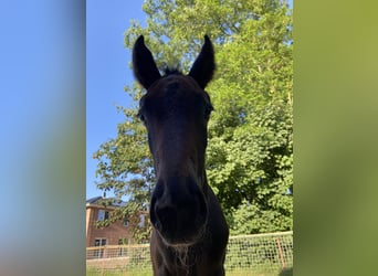 Oldenburg-International (OS), Stallion, Foal (05/2025), 17 hh, Can be white
