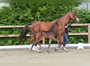 Oldenburg-International (OS), Stallion, Foal (05/2025), Bay-Dark