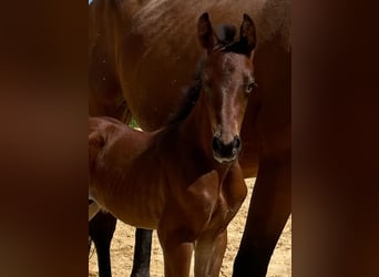 Oldenburg-International (OS), Stallion, , Bay-Dark
