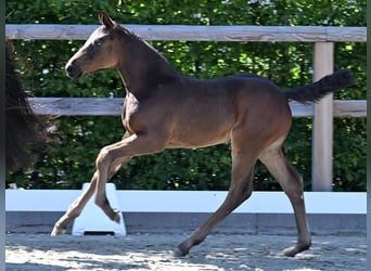 Oldenburg-International (OS), Stallion, Foal (04/2026), Bay-Dark
