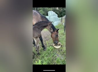 Oldenburg-International (OS), Stallion, Foal (06/2026), Bay-Dark