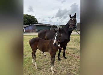 Oldenburg-International (OS), Stallion, Foal (03/2026), Bay-Dark