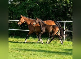 Oldenburg-International (OS), Stallion, Foal (04/2026), Bay