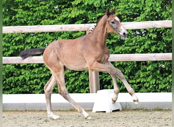 Oldenburg-International (OS), Stallion, Foal (03/2026), Brown Falb mold