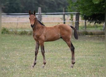 Oldenburg-International (OS), Stallion, Foal (05/2026), Brown