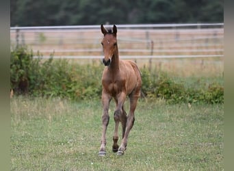 Oldenburg-International (OS), Stallion, Foal (05/2026), Brown