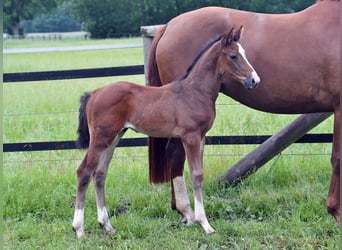Oldenburg-International (OS), Stallion, Foal (05/2026), Brown