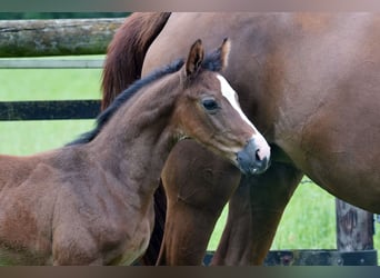 Oldenburg-International (OS), Stallion, Foal (05/2026), Brown