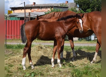 Oldenburg-International (OS), Stallion, Foal (04/2025), Brown