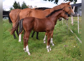 Oldenburg-International (OS), Stallion, Foal (04/2025), Brown