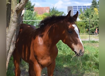 Oldenburg-International (OS), Stallion, Foal (04/2025), Brown