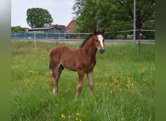 Oldenburg-International (OS), Stallion, , Brown