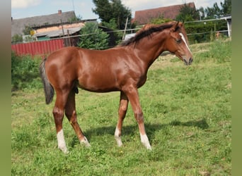 Oldenburg-International (OS), Stallion, Foal (04/2025), Brown