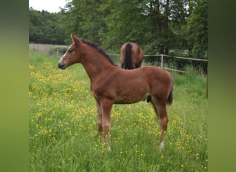 Oldenburg-International (OS), Stallion, , Brown