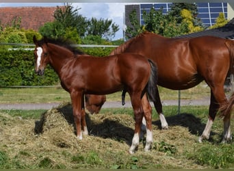 Oldenburg-International (OS), Stallion, Foal (04/2025), Brown