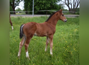 Oldenburg-International (OS), Stallion, , Brown