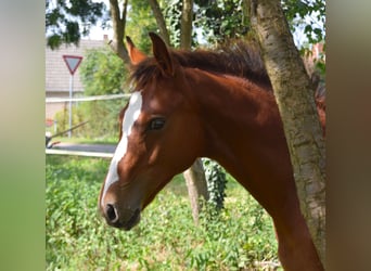 Oldenburg-International (OS), Stallion, Foal (04/2025), Brown