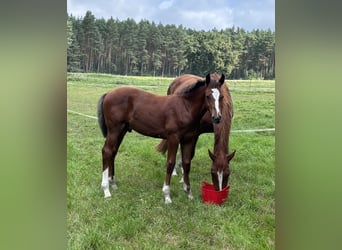 Oldenburg-International (OS), Stallion, Foal (04/2025), Brown