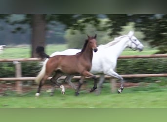 Oldenburg-International (OS), Stallion, Foal (03/2025), Brown