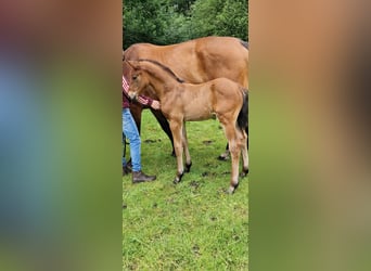 Oldenburg-International (OS), Stallion, , Brown