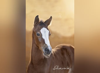 Oldenburg-International (OS), Stallion, Foal (04/2025), Brown