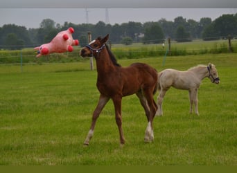 Oldenburg-International (OS) Mix, Stallion, , Brown