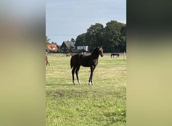 Oldenburg-International (OS), Stallion, Foal (04/2026), Brown