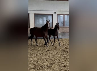 Oldenburg-International (OS), Stallion, Foal (04/2026), Brown