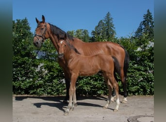 Oldenburg-International (OS), Stallion, , Brown