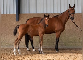 Oldenburg-International (OS), Stallion, , Brown