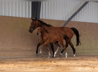 Oldenburg-International (OS), Stallion, , Brown