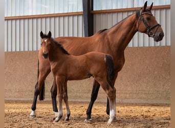 Oldenburg-International (OS), Stallion, , Brown