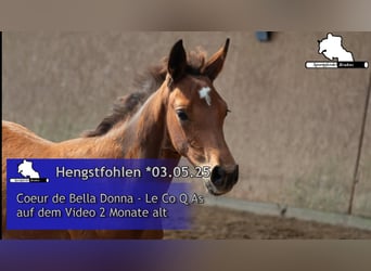 Oldenburg-International (OS), Stallion, , Brown