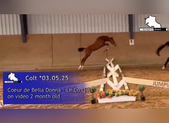 Oldenburg-International (OS), Stallion, , Brown