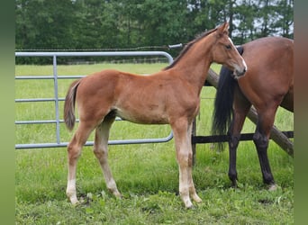 Oldenburg-International (OS), Stallion, Foal (03/2026), Brown