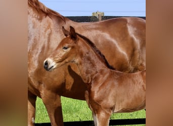Oldenburg-International (OS), Stallion, Foal (06/2025), Brown