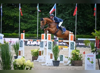 Oldenburg-International (OS), Stallion, Foal (06/2025), Brown