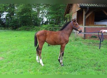 Oldenburg-International (OS), Stallion, Foal (05/2026), Brown