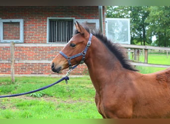 Oldenburg-International (OS), Stallion, Foal (05/2026), Brown